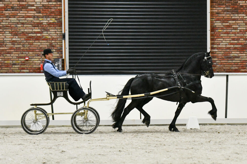 Fries paard