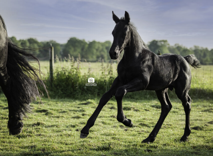 Fries paard