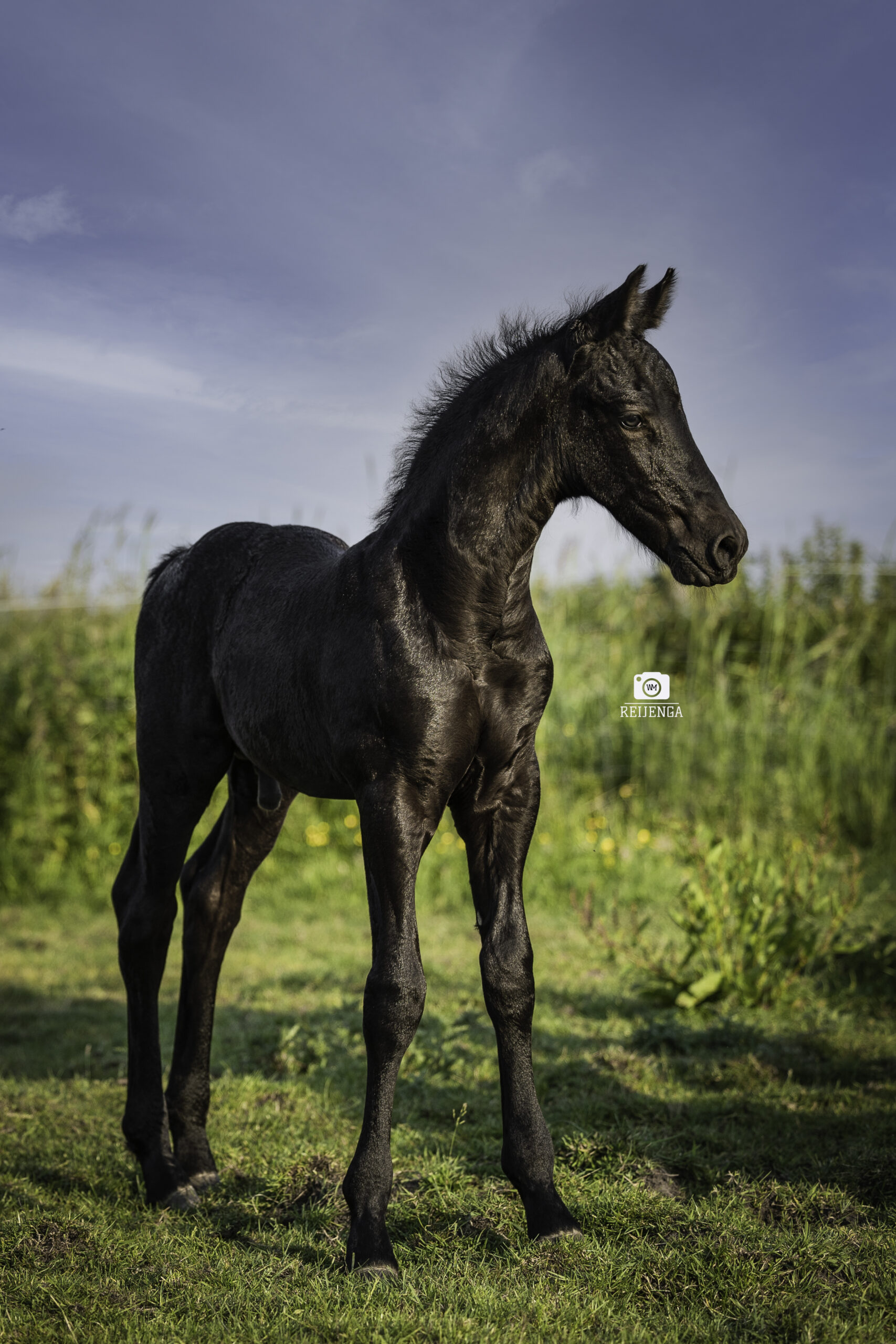 Fries paard
