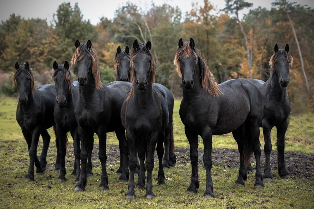 Toename wormbesmetting jonge paarden