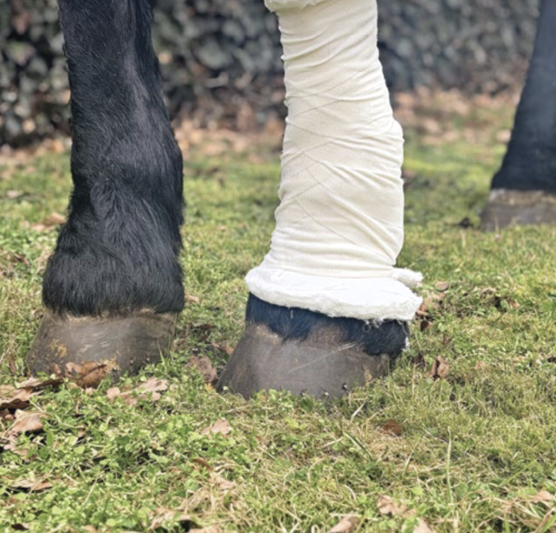 Wat doe je als je paard gewond is?