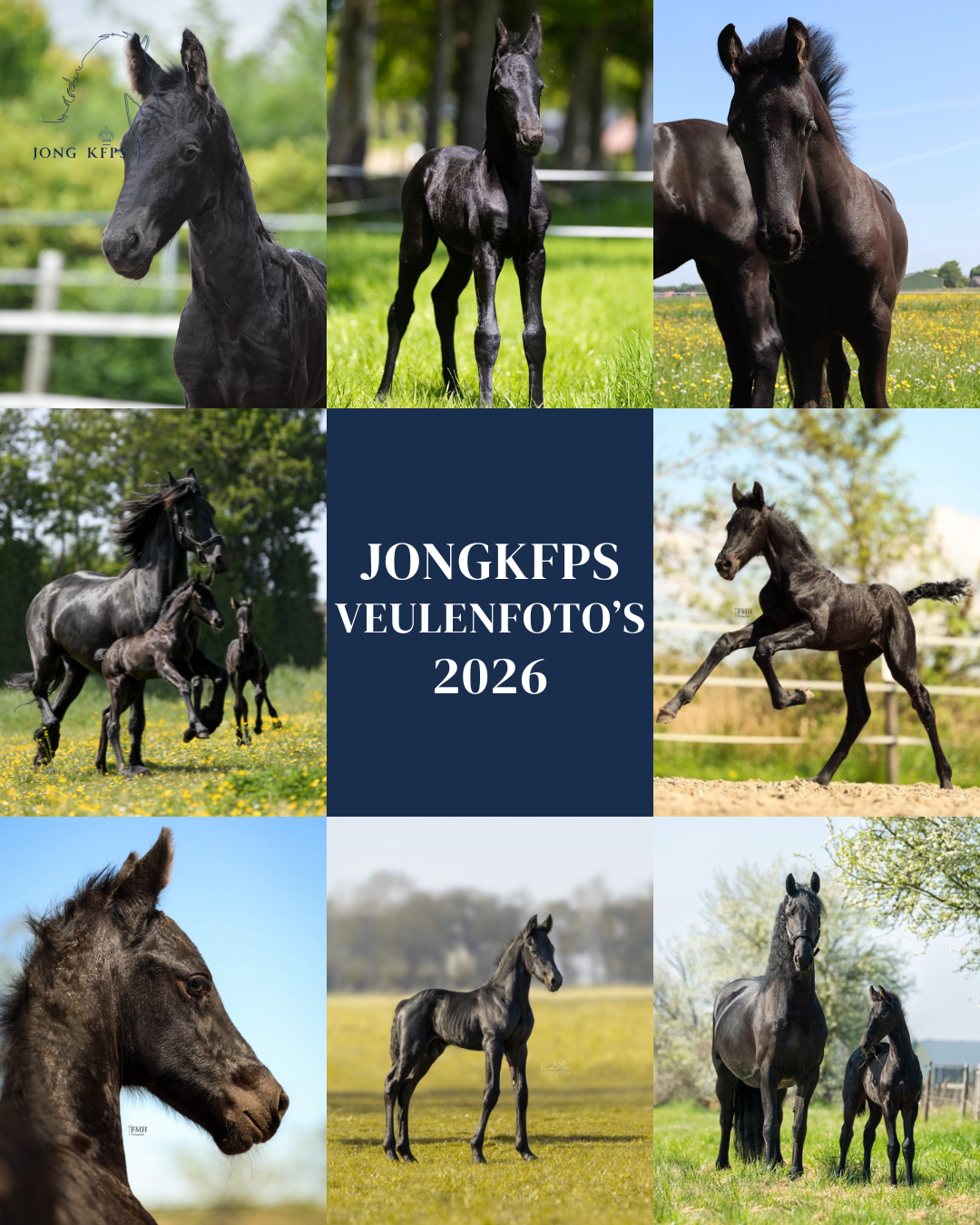 JongKFPS veulenfoto’s 2026