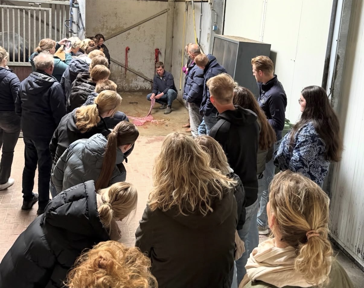 Terugblik veulentjes kijken bij Stâl fan ‘e Ridderdijk