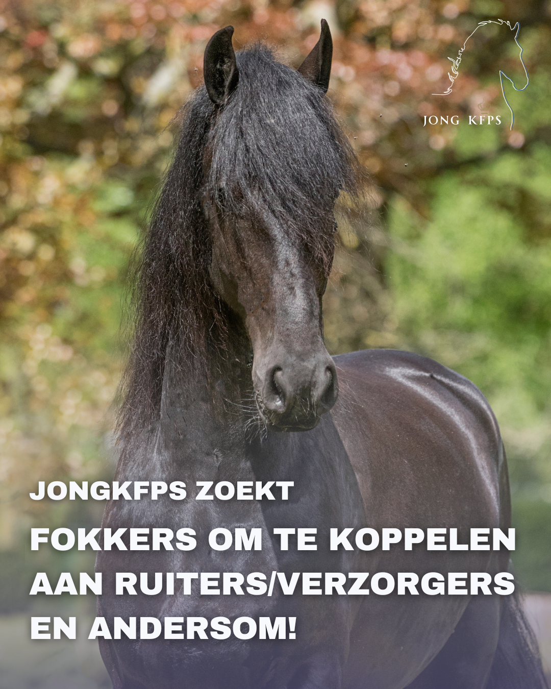 JongKFPS zoekt fokkers om te koppelen aan ruiters/verzorgers en andersom!